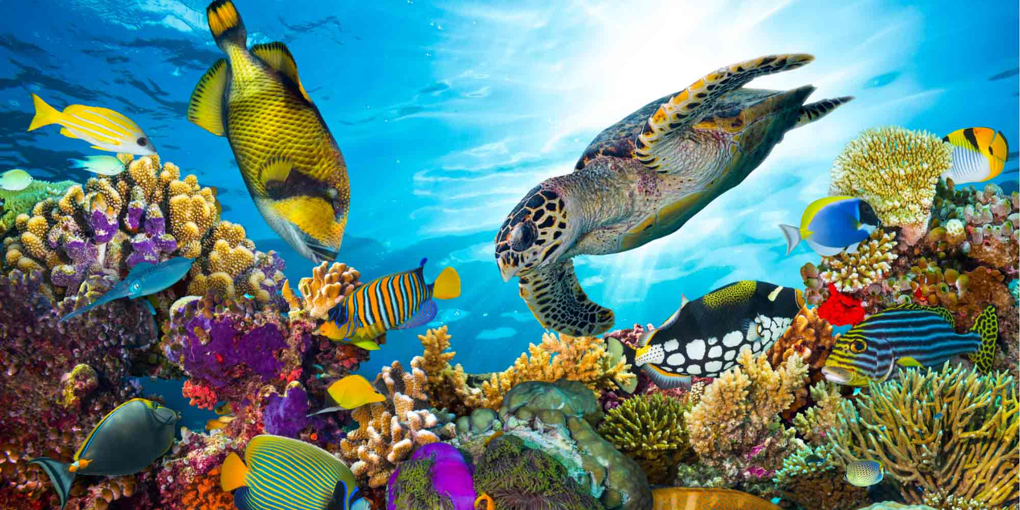 8 Smartest Animal Species in the Ocean - DeepDive