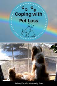 Image result for pet loss support