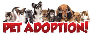 Image result for pet adoptions