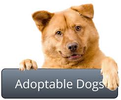 Image result for humane society adoption