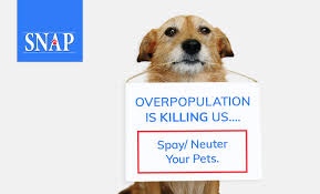 Image result for snap low cost spay neuter