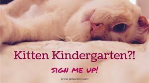 Image result for kitten kindergarten