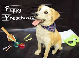 Image result for puppy preschool