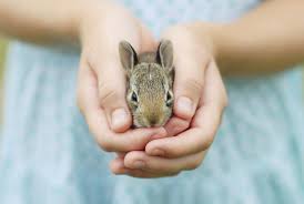 Image result for caring for small pets