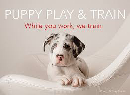 Image result for puppy classes