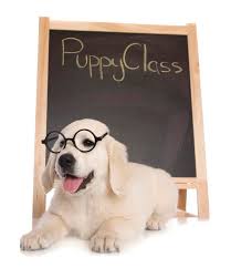 Image result for puppy classes