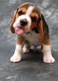 Image result for beagle puppies