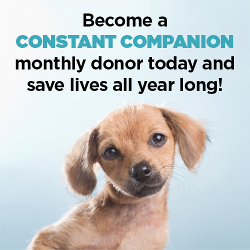Donate to San Diego Humane Society
