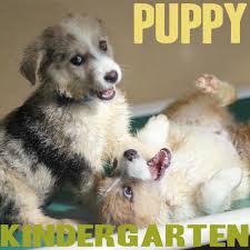 Image result for puppy kindergarten