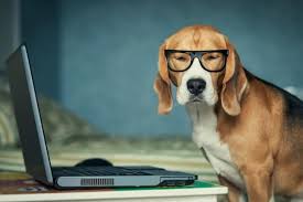 Image result for take your dog to work day 2017