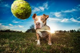 Image result for pet photography