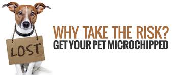 Image result for microchipping your pets
