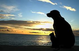 Image result for pet loss support groups