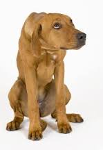 Image result for shy dog classes