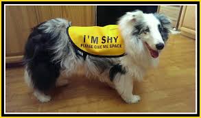 Image result for shy dog classes