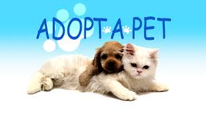 Image result for adopt a pet
