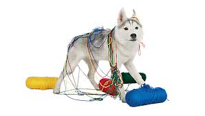 Image result for adult dog classes